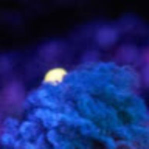 Meet your Posher, Clara